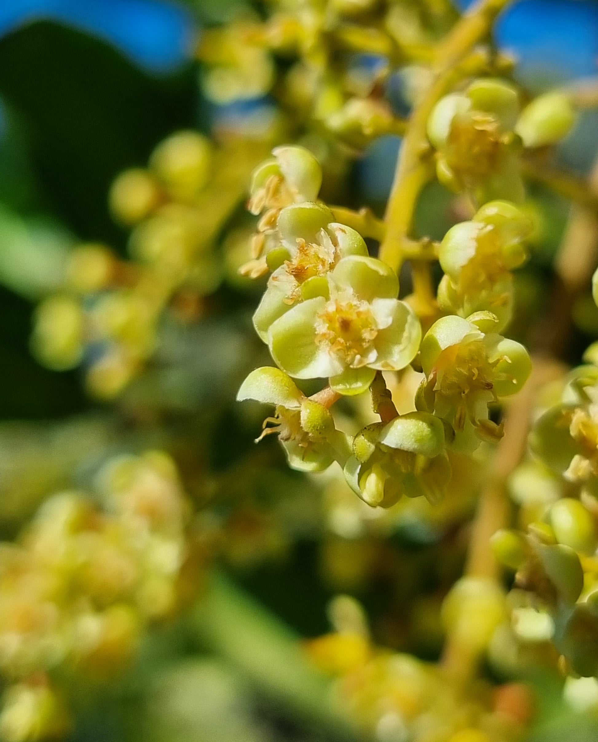 Tuckeroo tree flowers cupaniopsis