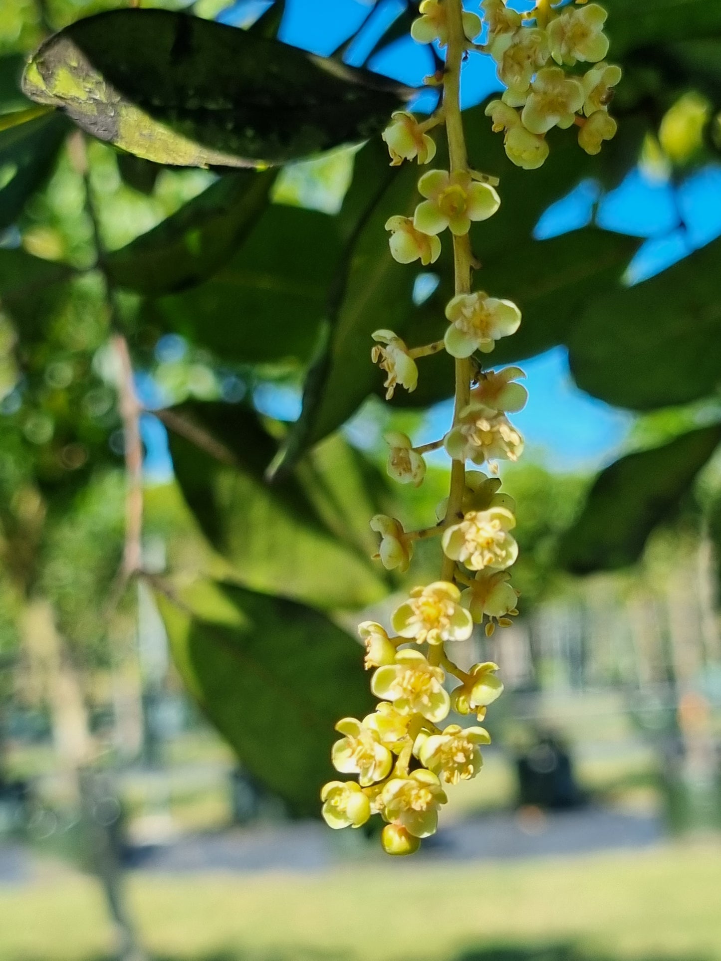 Tuckeroo tree flowers cupaniopsis