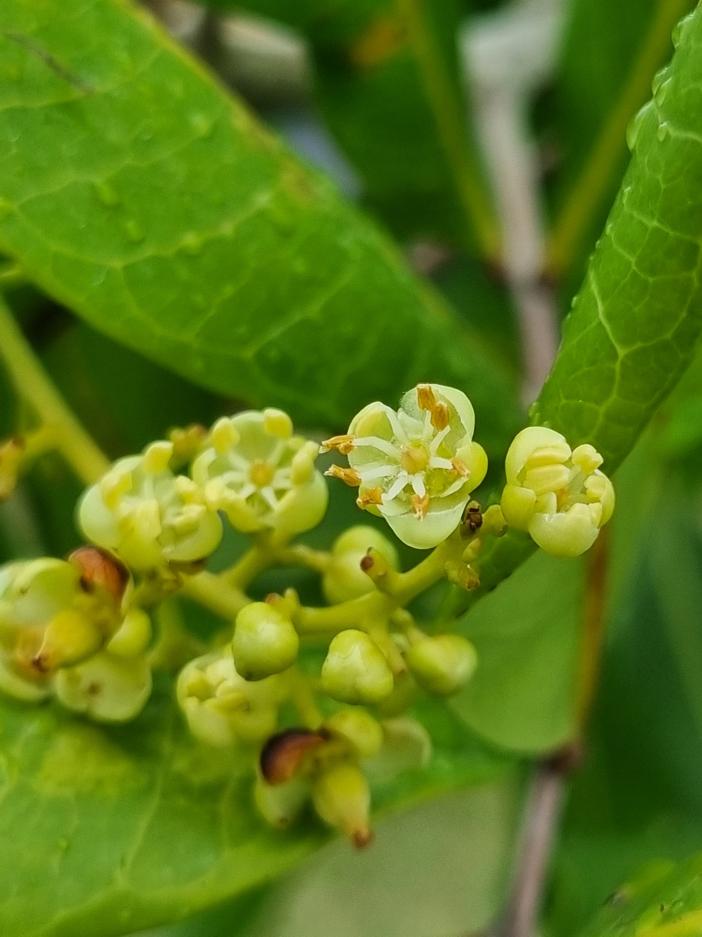 Tuckeroo tree flowers and buds close up cupaniopsis