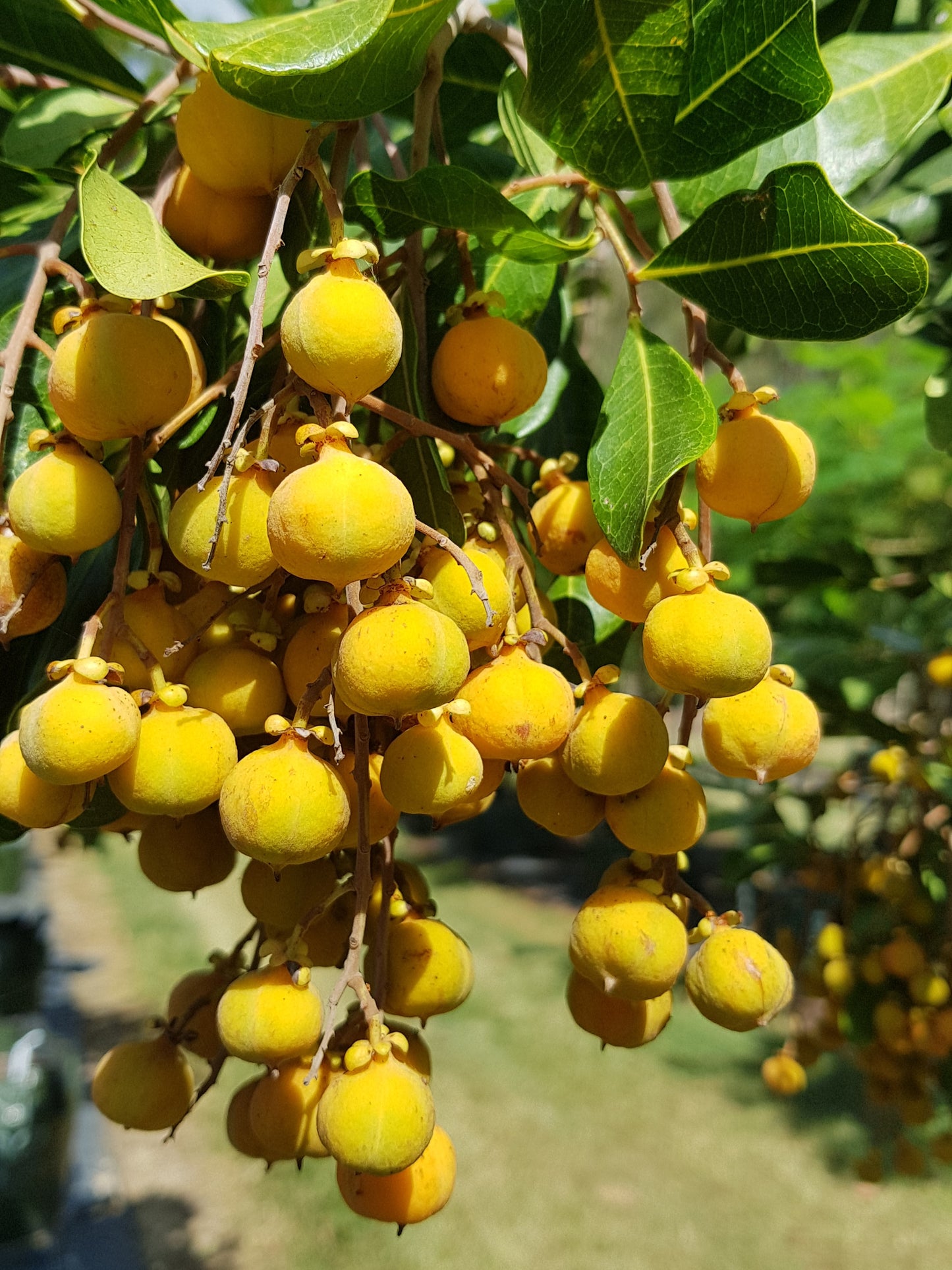 Tuckeroo Tree fruit - Cupaniopsis anacardioides fruit