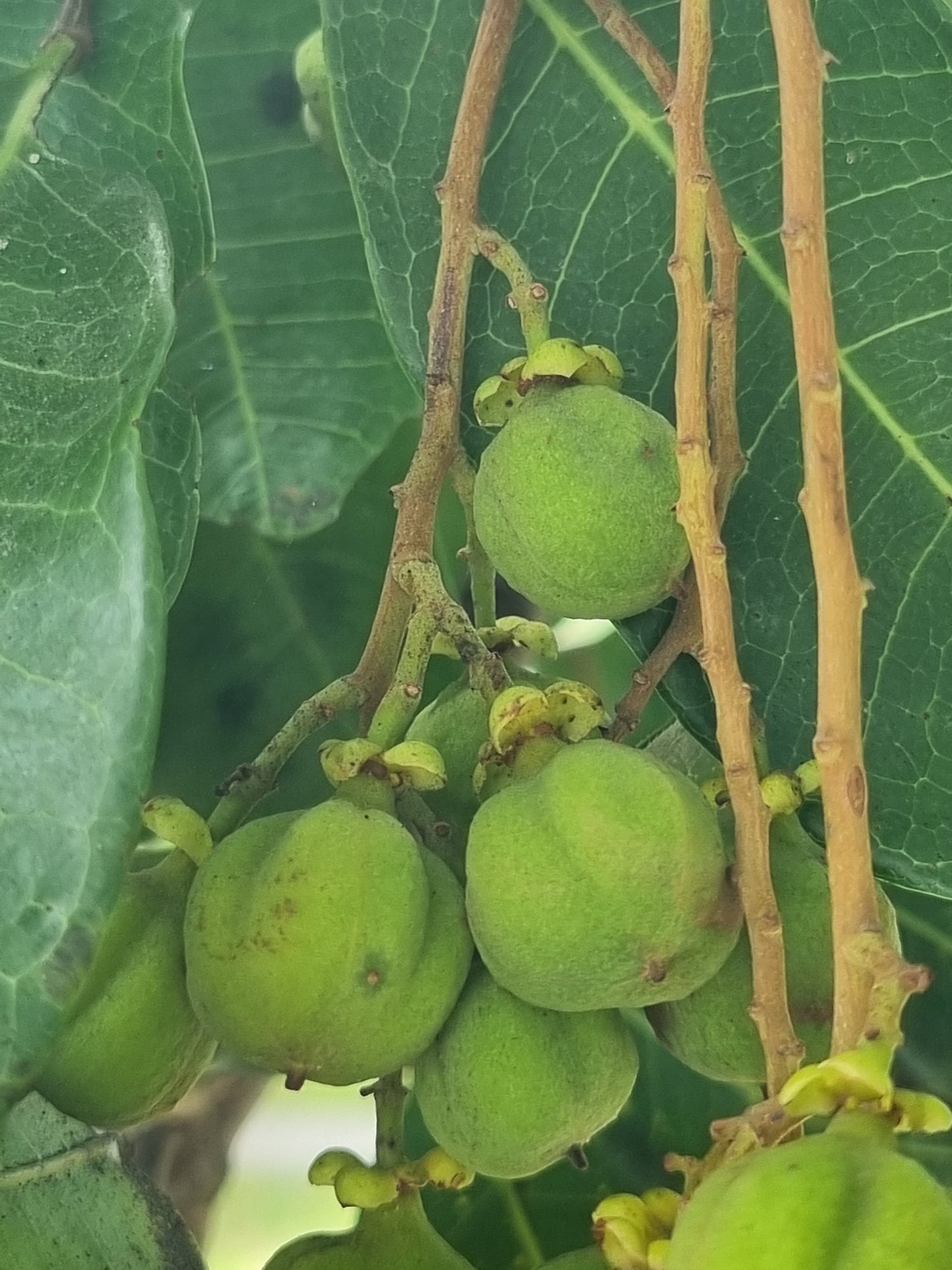 Tuckeroo tree unripe green fruit cupaniopsis