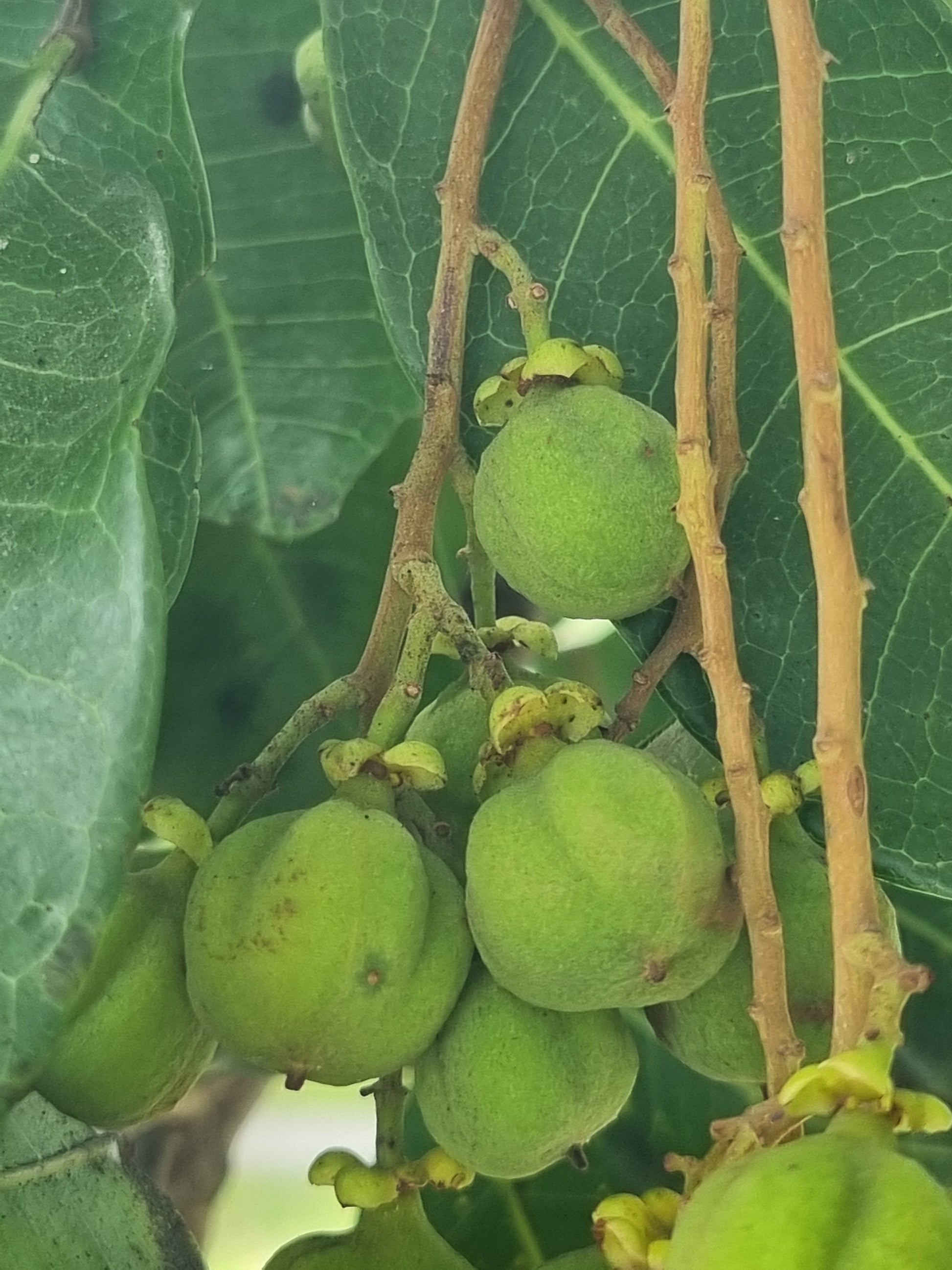 Tuckeroo tree unripe green fruit cupaniopsis