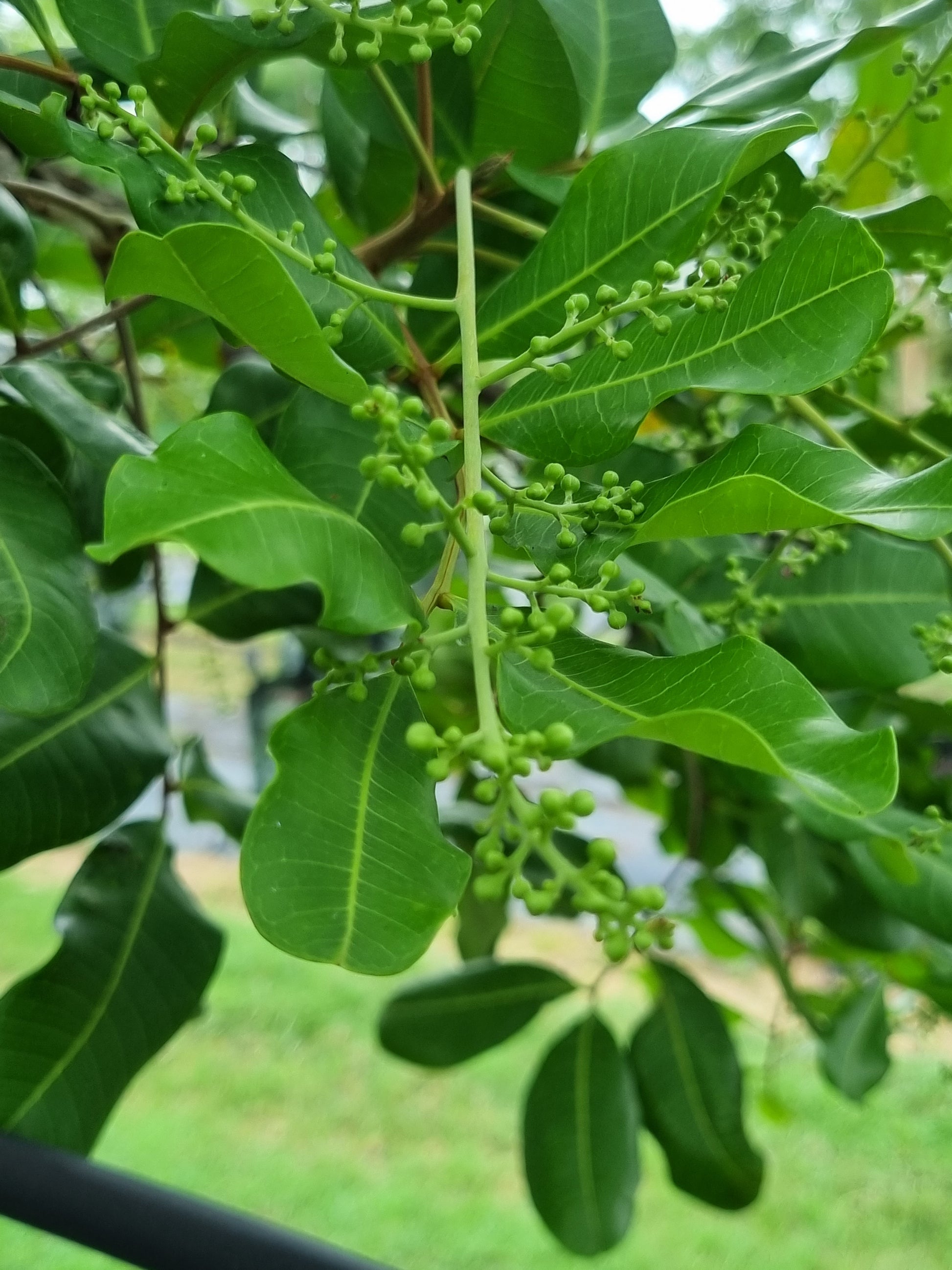 Tuckeroo tree leaves and flower buds cupaniopsis