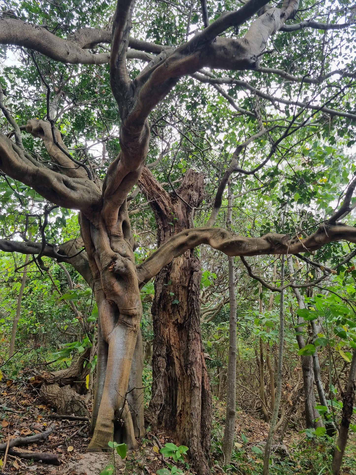 an old tuckeroo tree with a twisted trunk from the coast and next to the beach