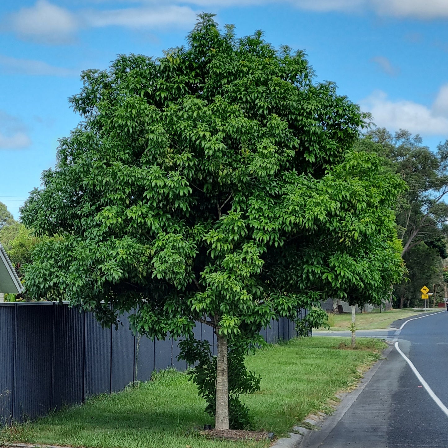 Tulipwood Street tree in caboolture - brisbane - harpullia pendula