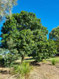 Tulipwood tree in a park