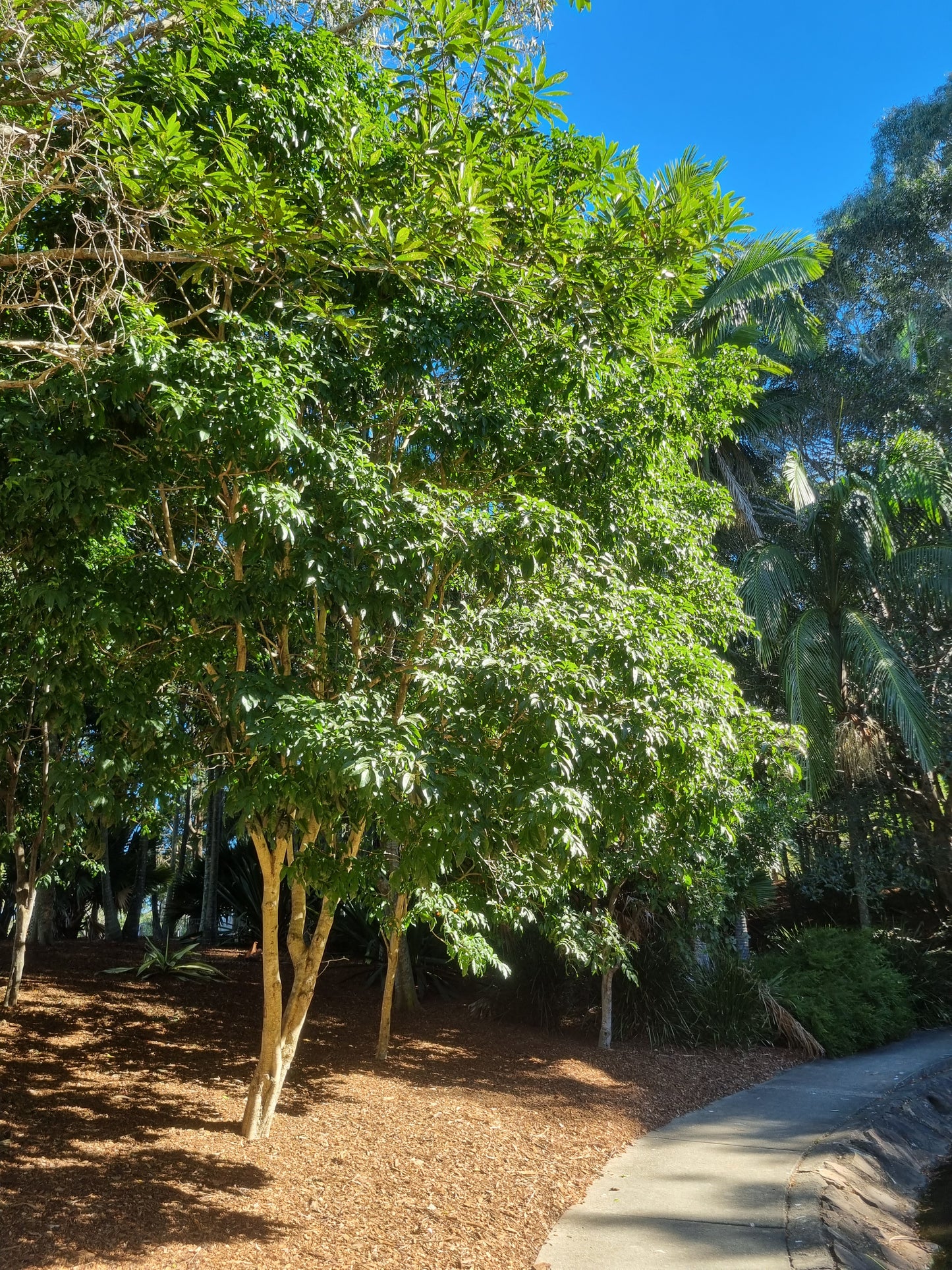 Tulipwood tree in park