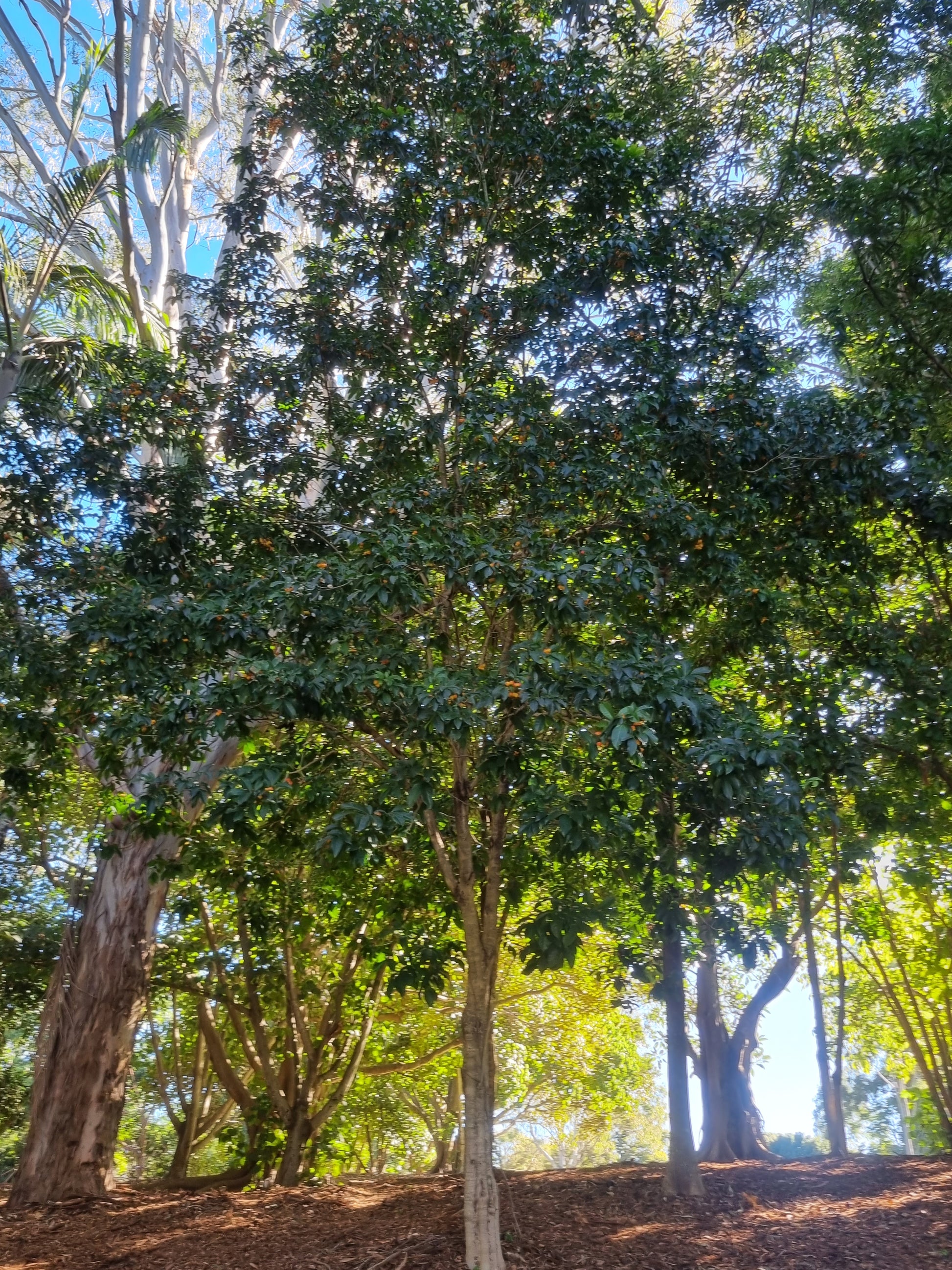 Tulipwood tree in shade