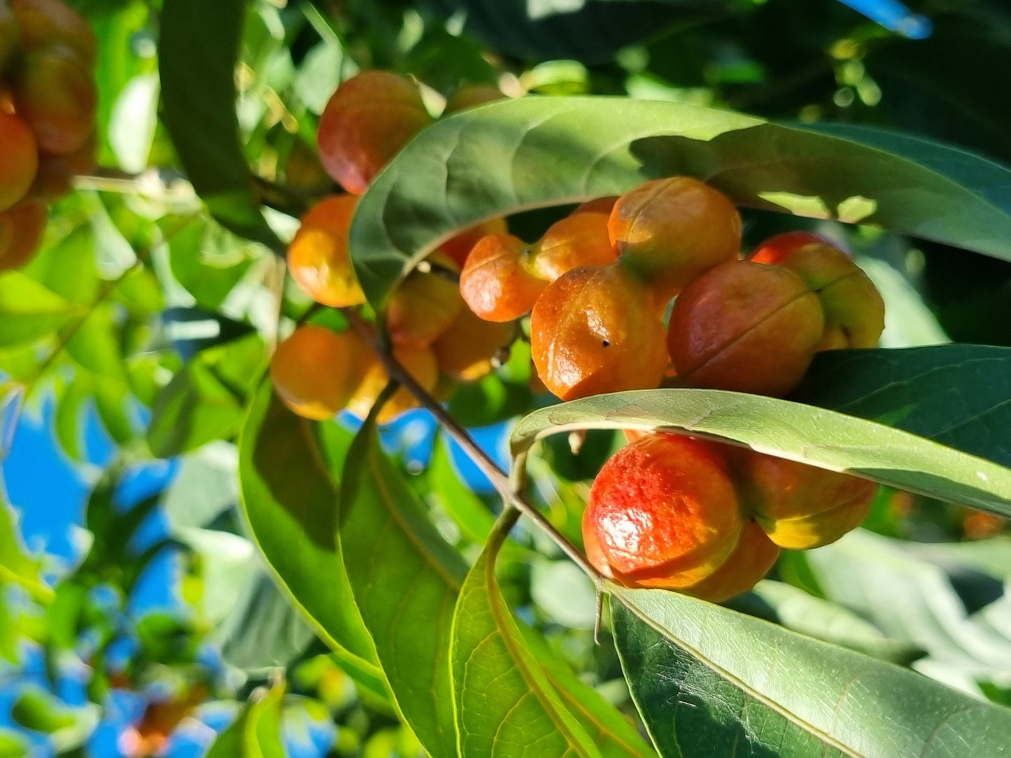 Tulipwood fruit - Harpullia pendula fruit