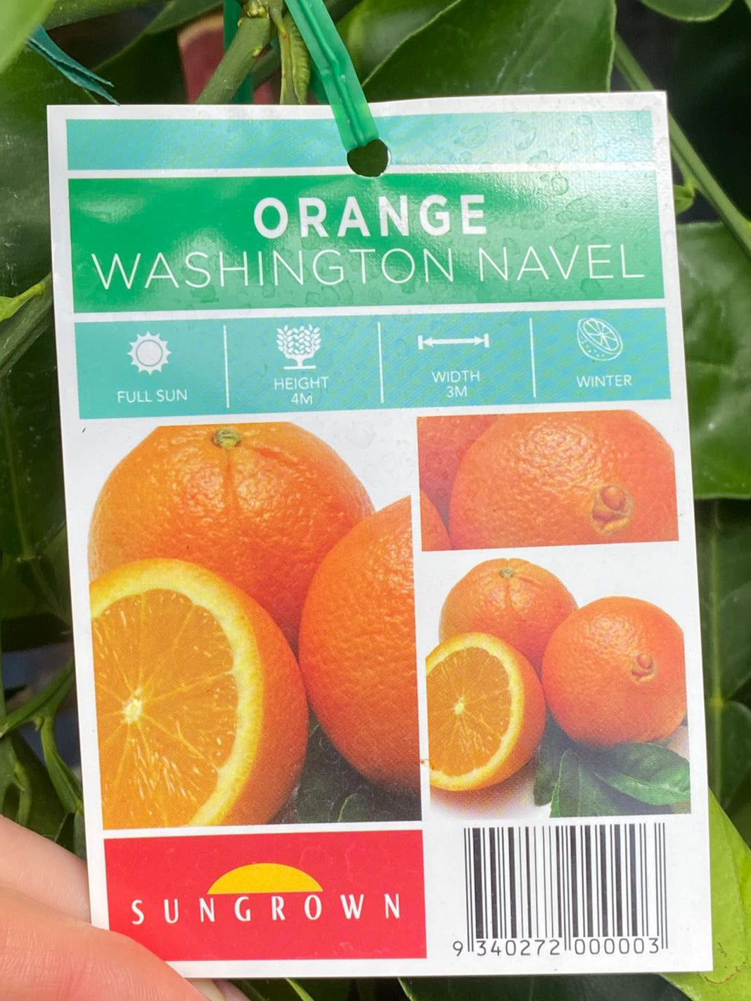 Washington Navel Orange grown in Sunshine Coast 4m x 3m