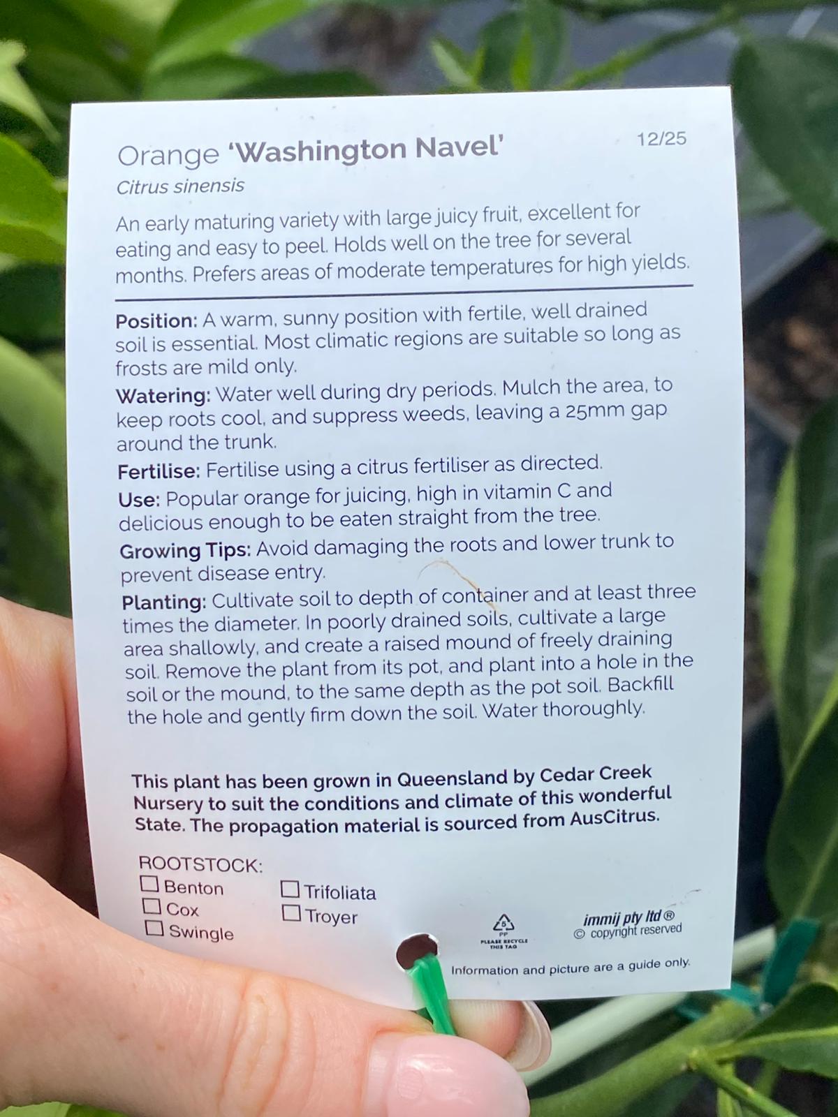 Orange Washington Navel large juicy fruit and easy to peel