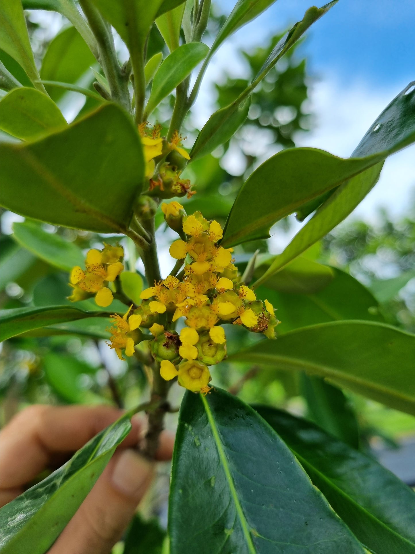 Water gum flowers and leaves tristaniopsis laurina luscious