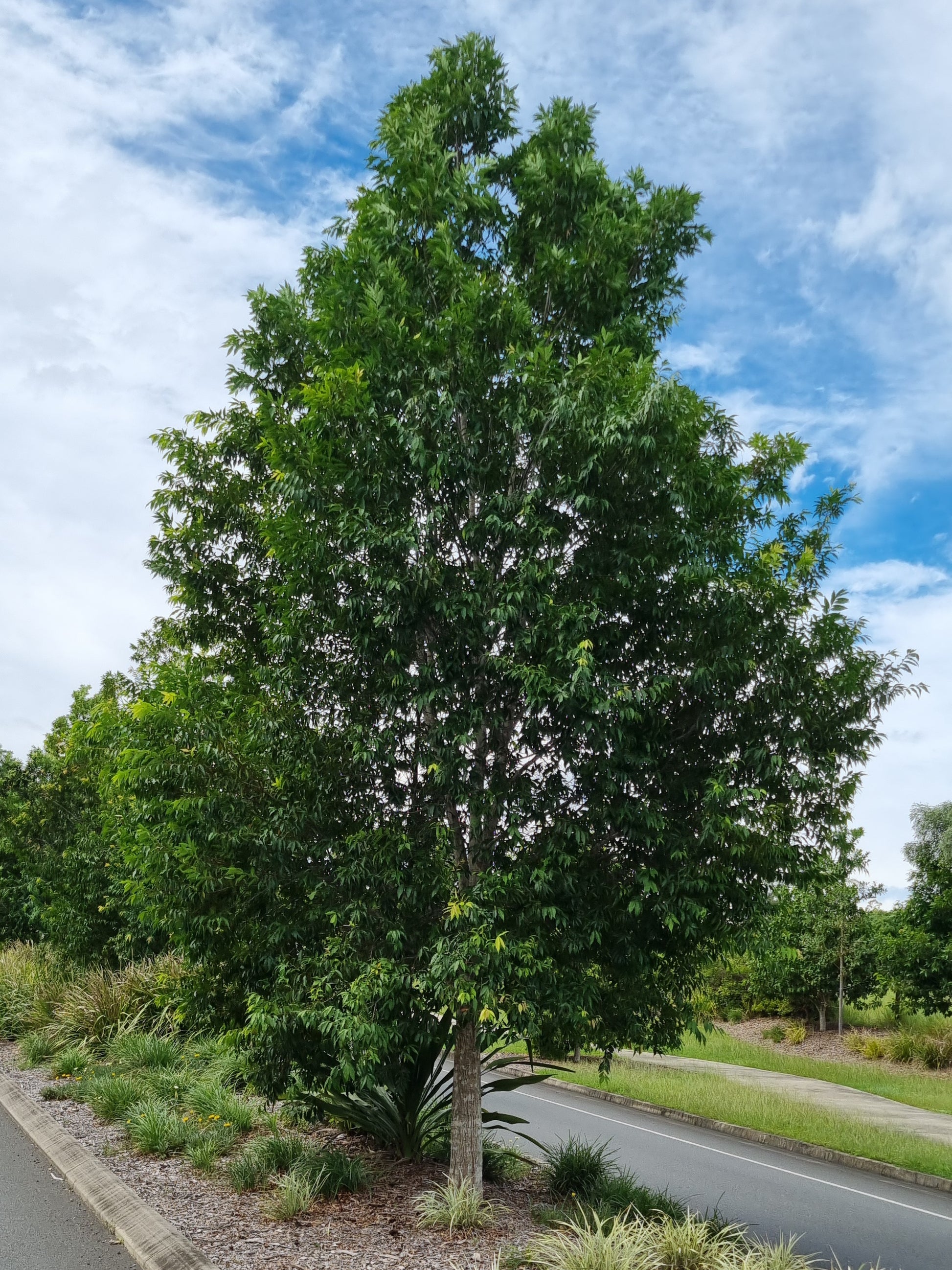 Weeping Lilly Pilly Street tree