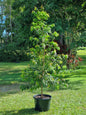Weeping Lilly Pilly - Waterhousia floribunda