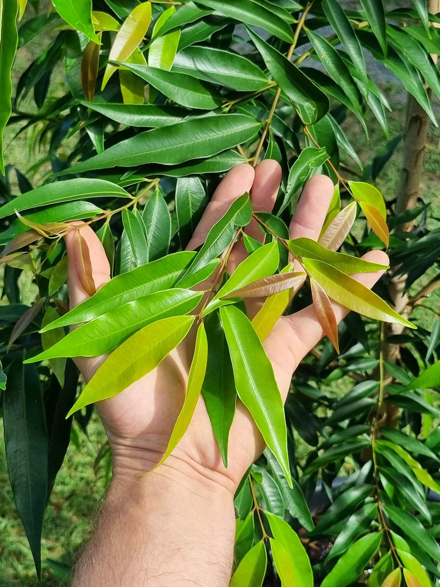 Weeping Lilly Pilly - Waterhousia floribunda