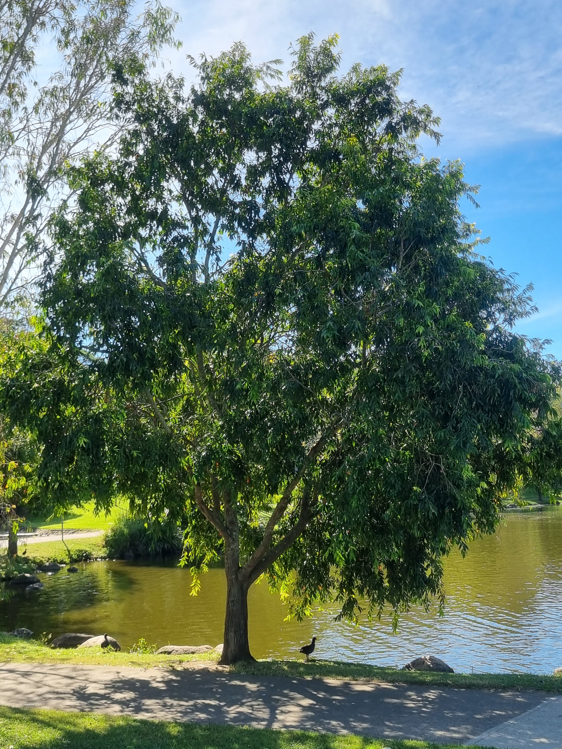 Weeping lilly pilly next to water with duck