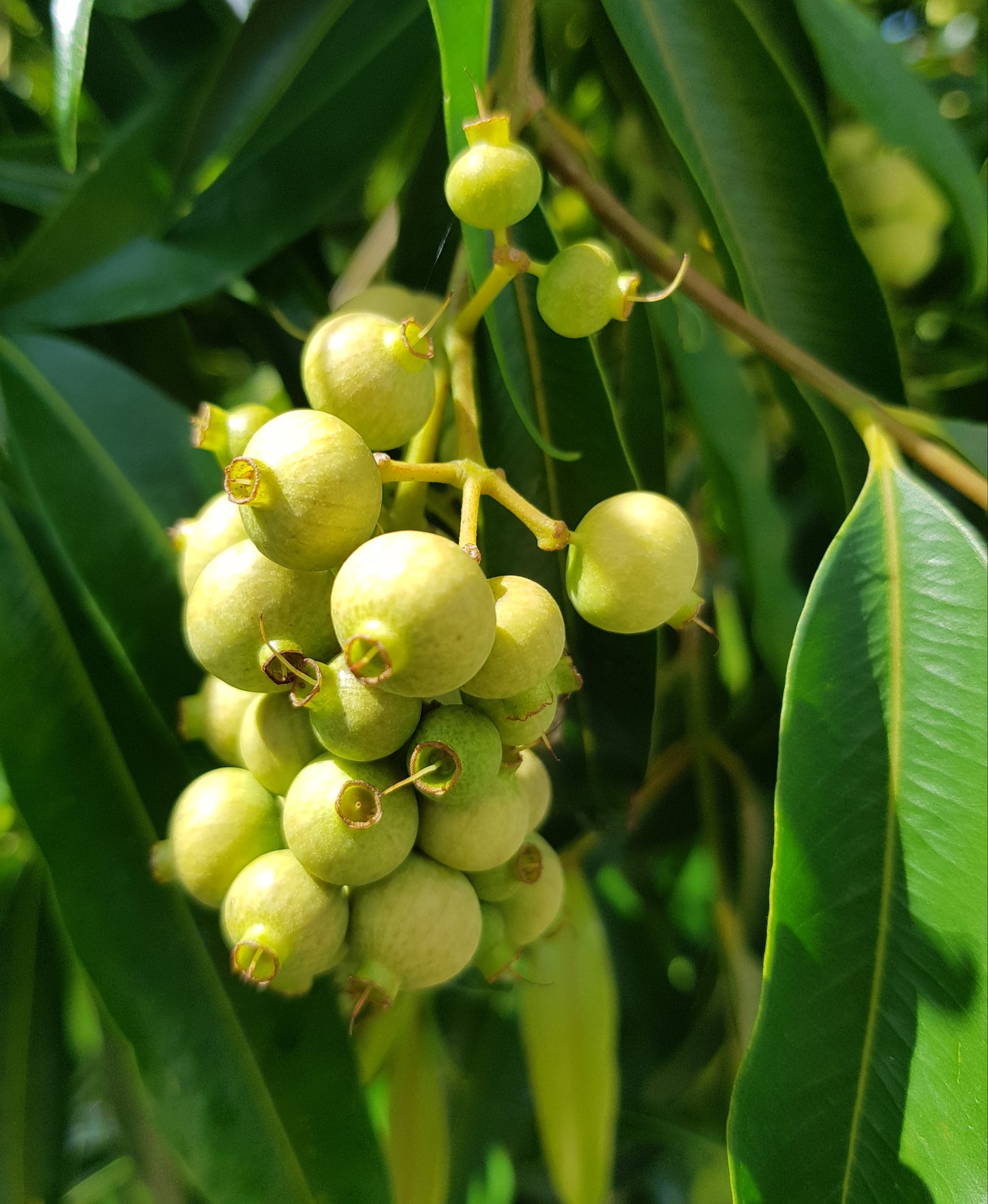 Weeping Lilly Pilly - Waterhousia floribunda - Delivertree