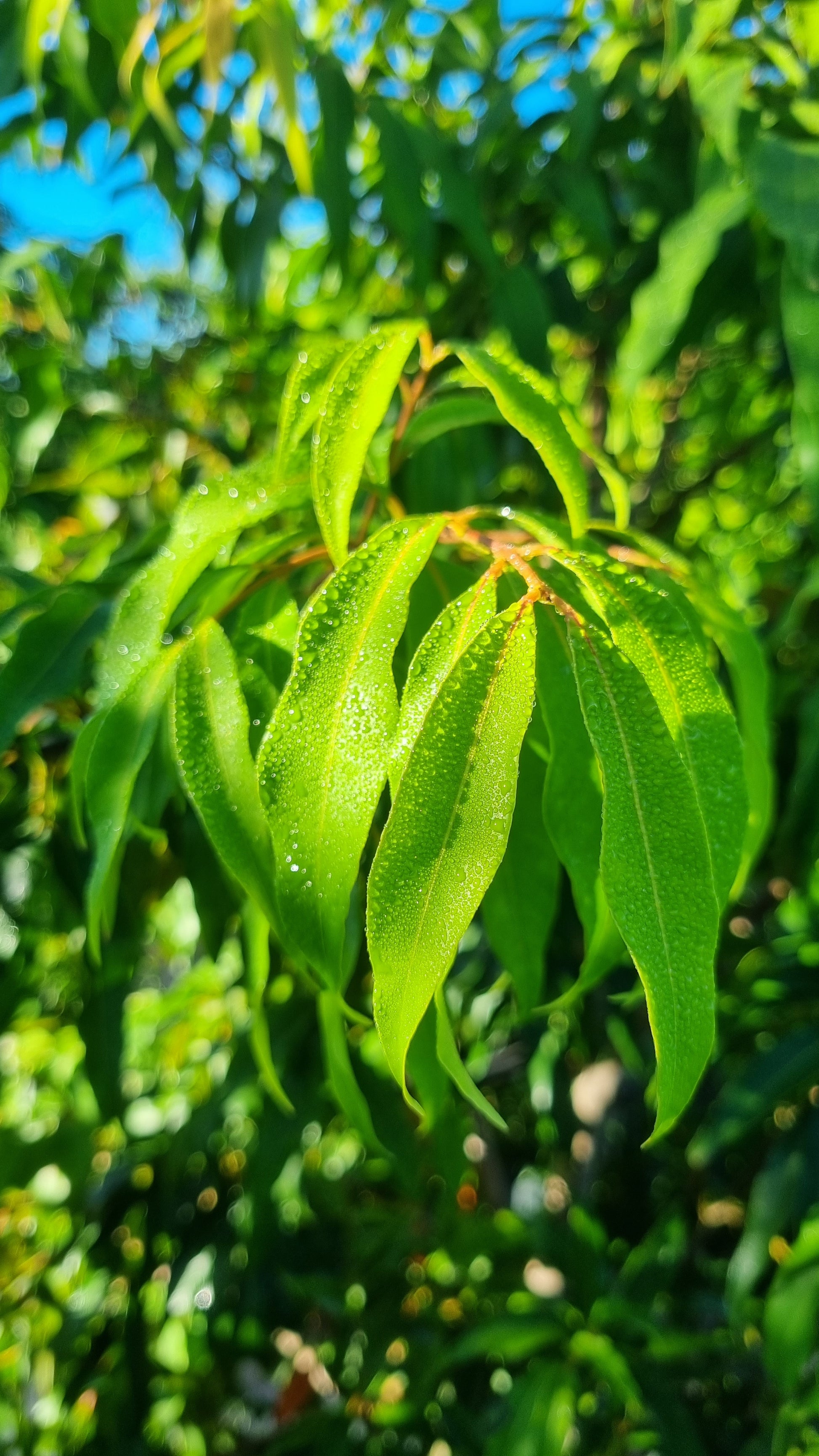 Weeping lilly pilly leaves Waterhousia floribunda