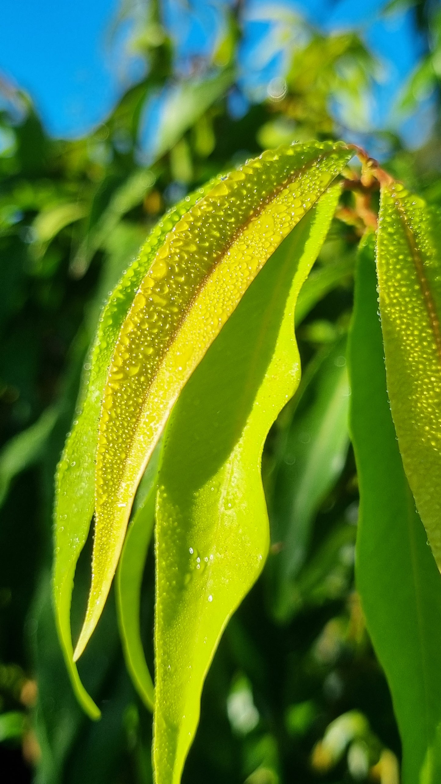 Weeping lilly pilly leaves Waterhousia floribunda