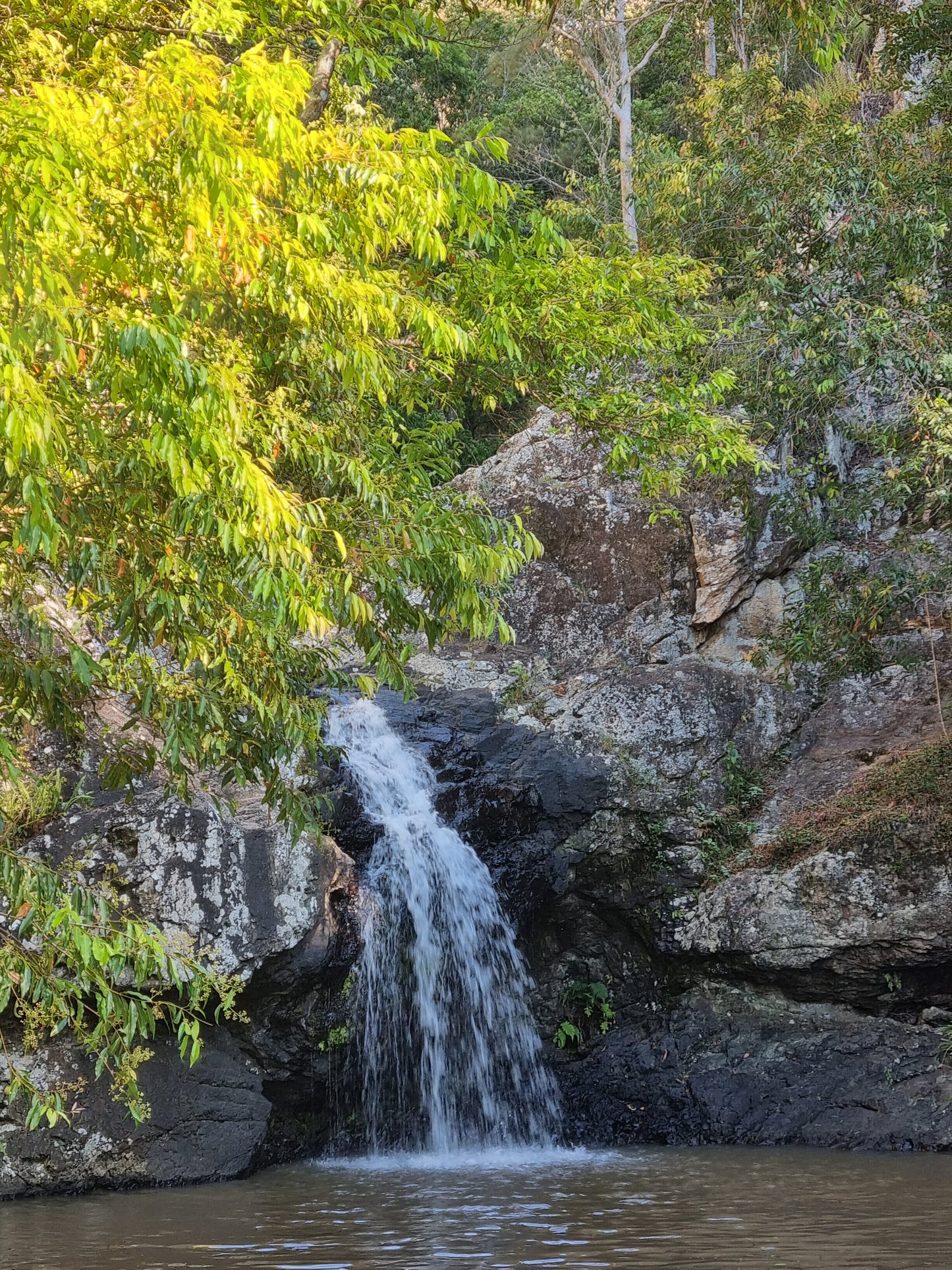 Weeping lilly pilly next to waterfall Waterhousia floribunda