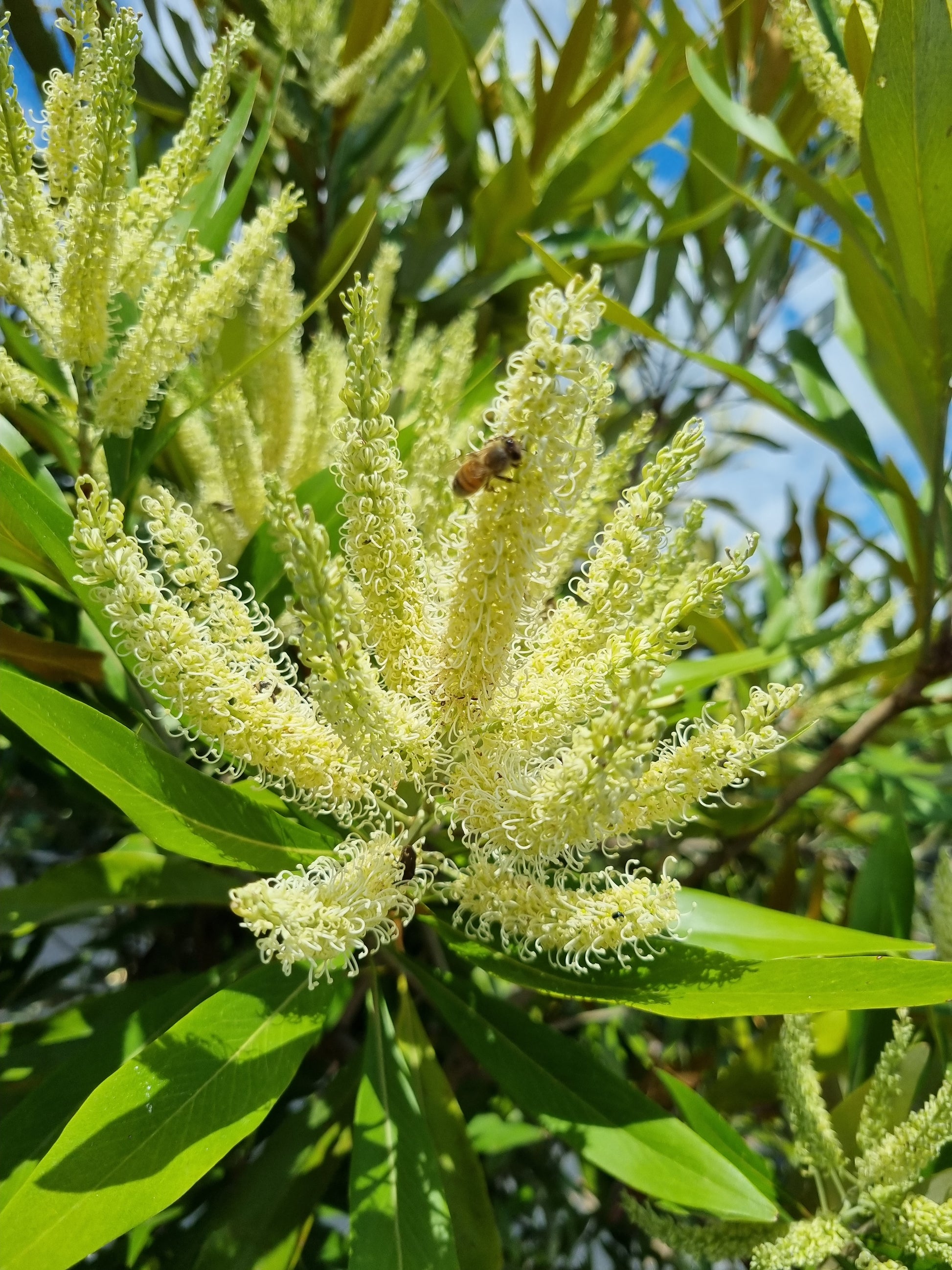 White Oak Flowers - Grevillea baileyana flowers