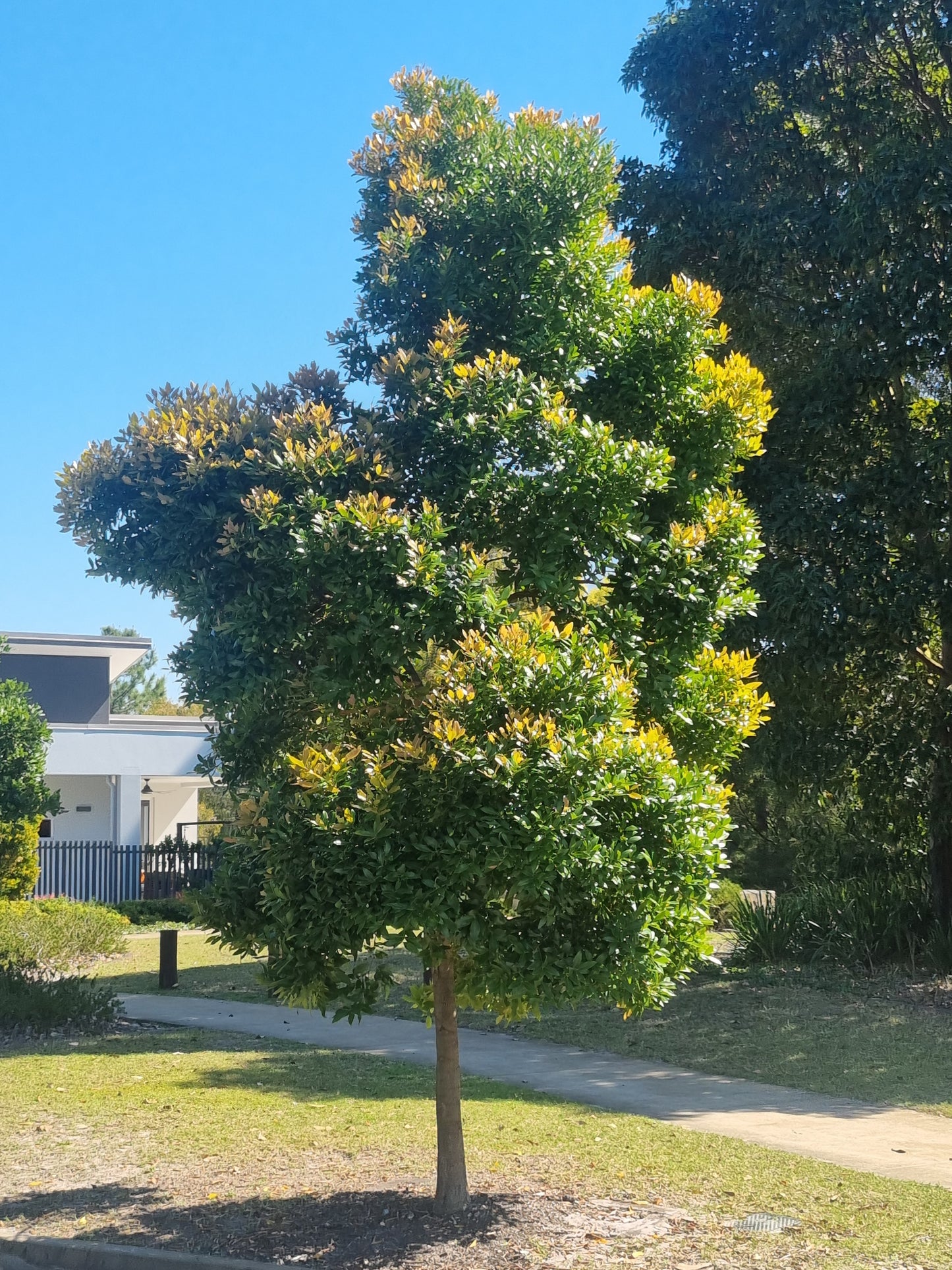 Broad leaved lilly pilly street tree Acmena hemilamphra