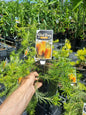 Birdsong Banksia in 200mm pot ideal for native garden in sunshine coast, nice green foliage and orange flowers