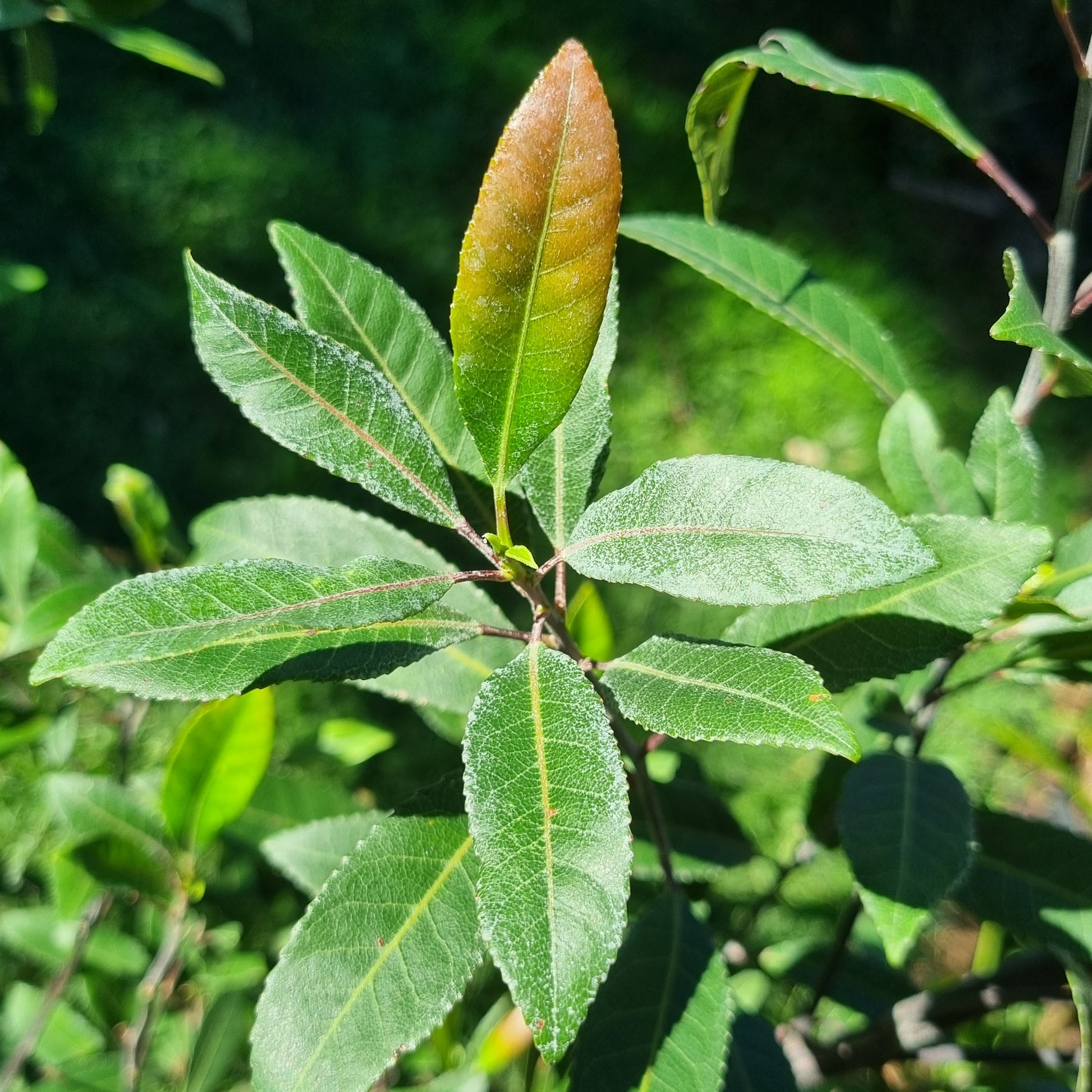 blueberry ash leaves elaeocarpus reticulatis