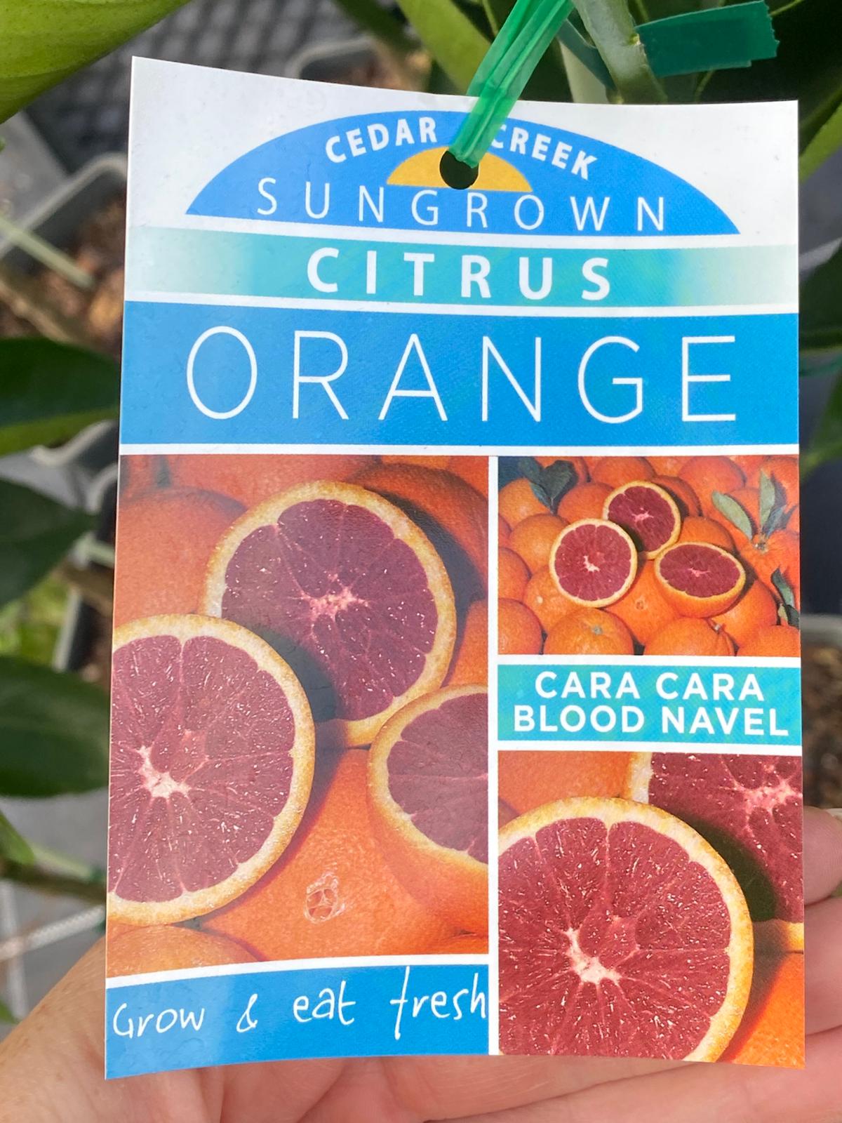 Cara cara is a sweet orange with blood orange colour