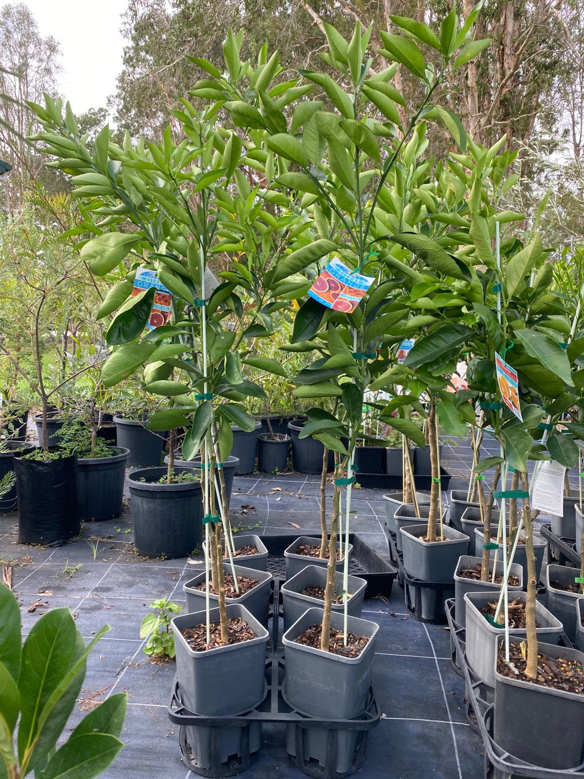 Grafted cara cara orange tree