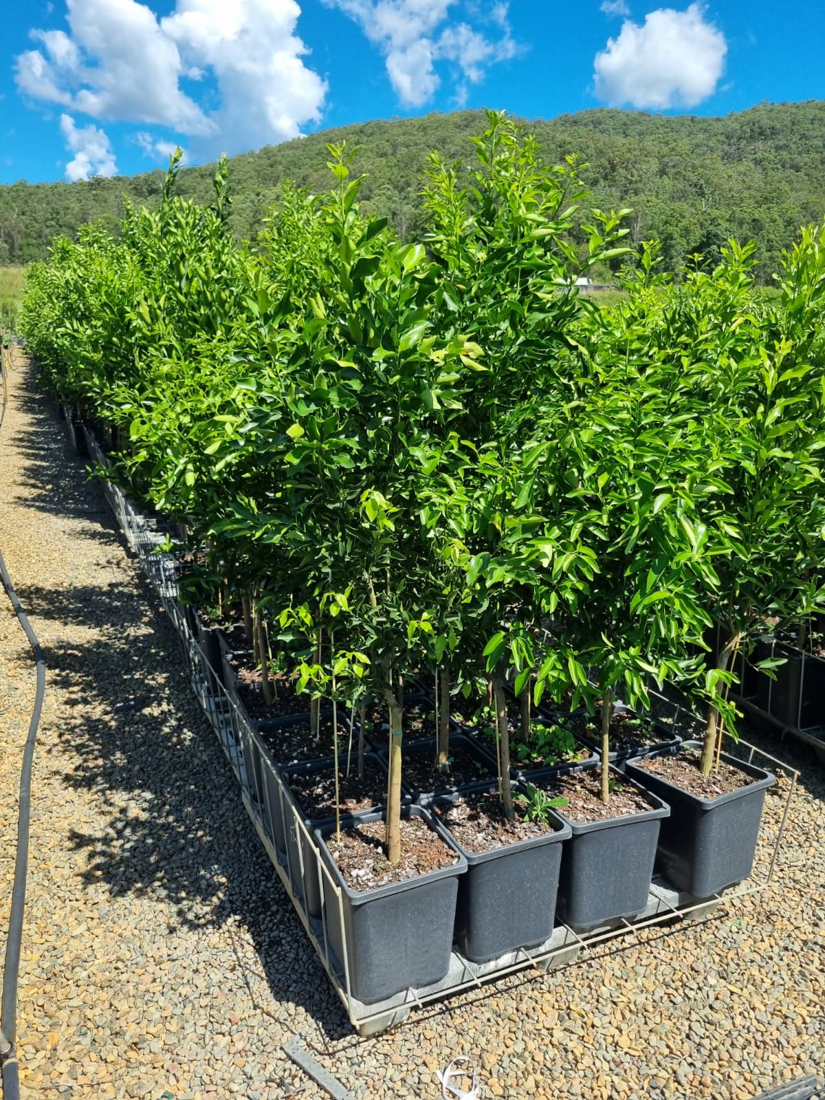 Citrus trees to plant in Brisbane and sunshine Coast