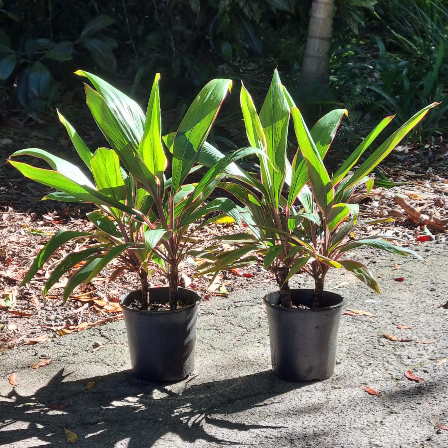 Multiplanted cordyline pink diamond in 200mm pots brisbane