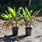 Multiplanted cordyline pink diamond in 200mm pots brisbane