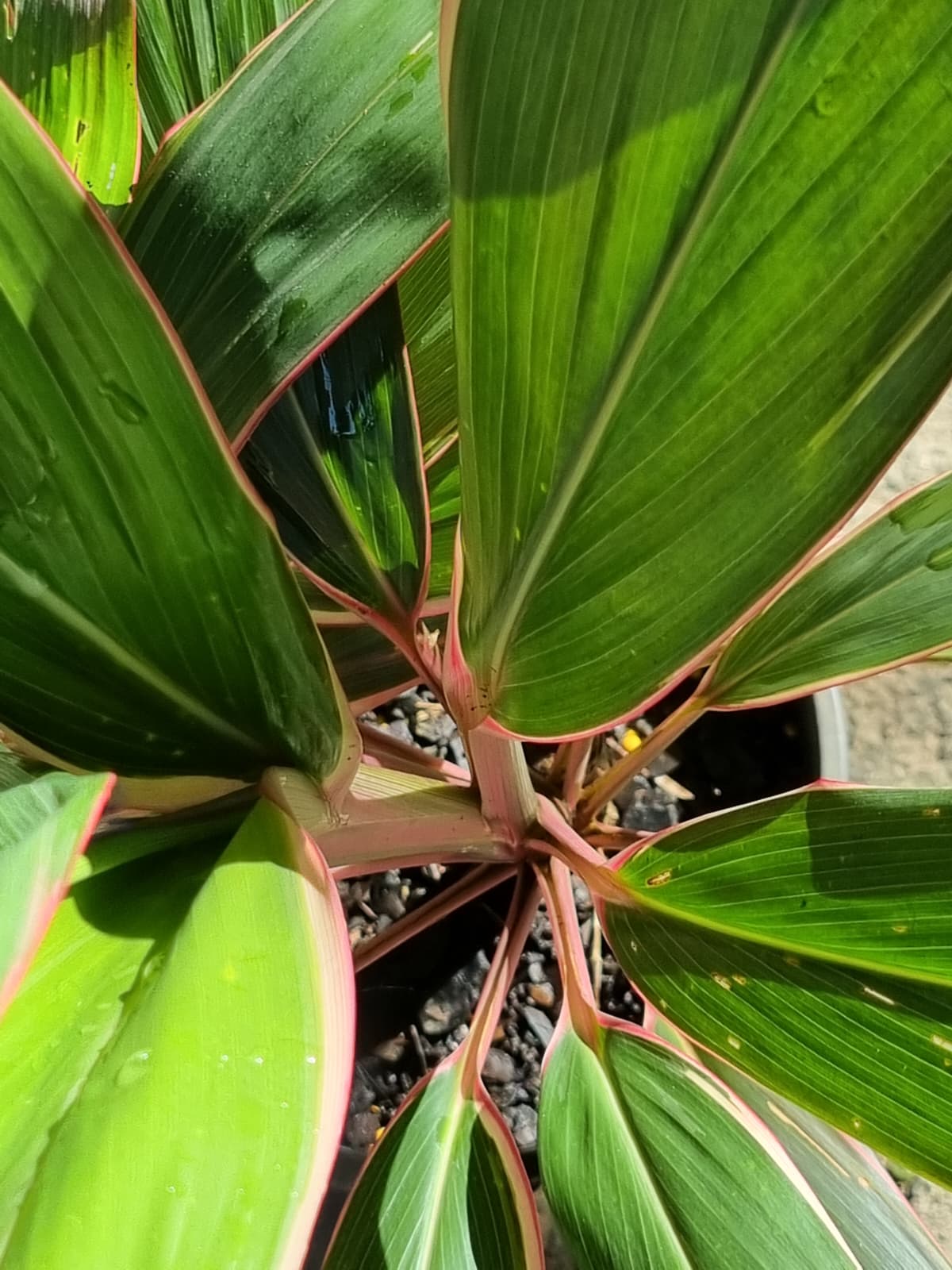 Close-up of a cordyline pink diamond in brisbane