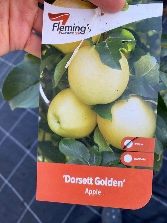 Dorsett golden low chill apple perfect to grow in Brisbane, compact tree