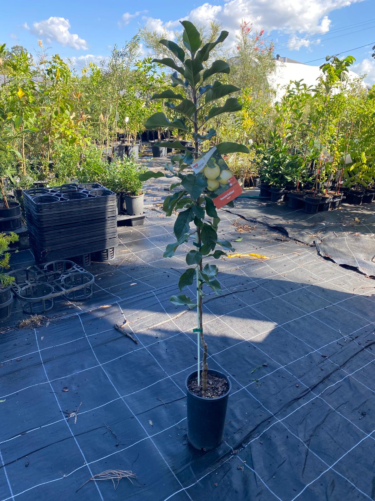 Grafted apple tree ideal or warm climates