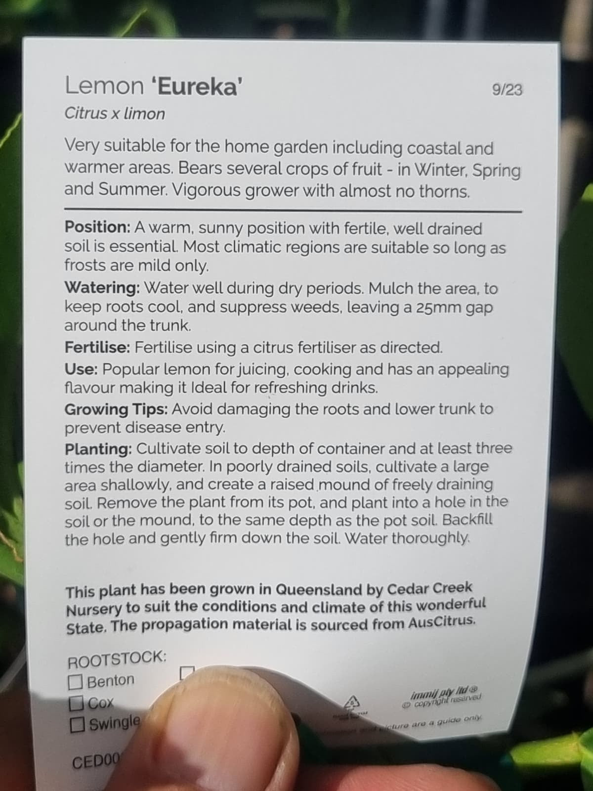 Eureka lemon tag information best lemon tree in brisbane