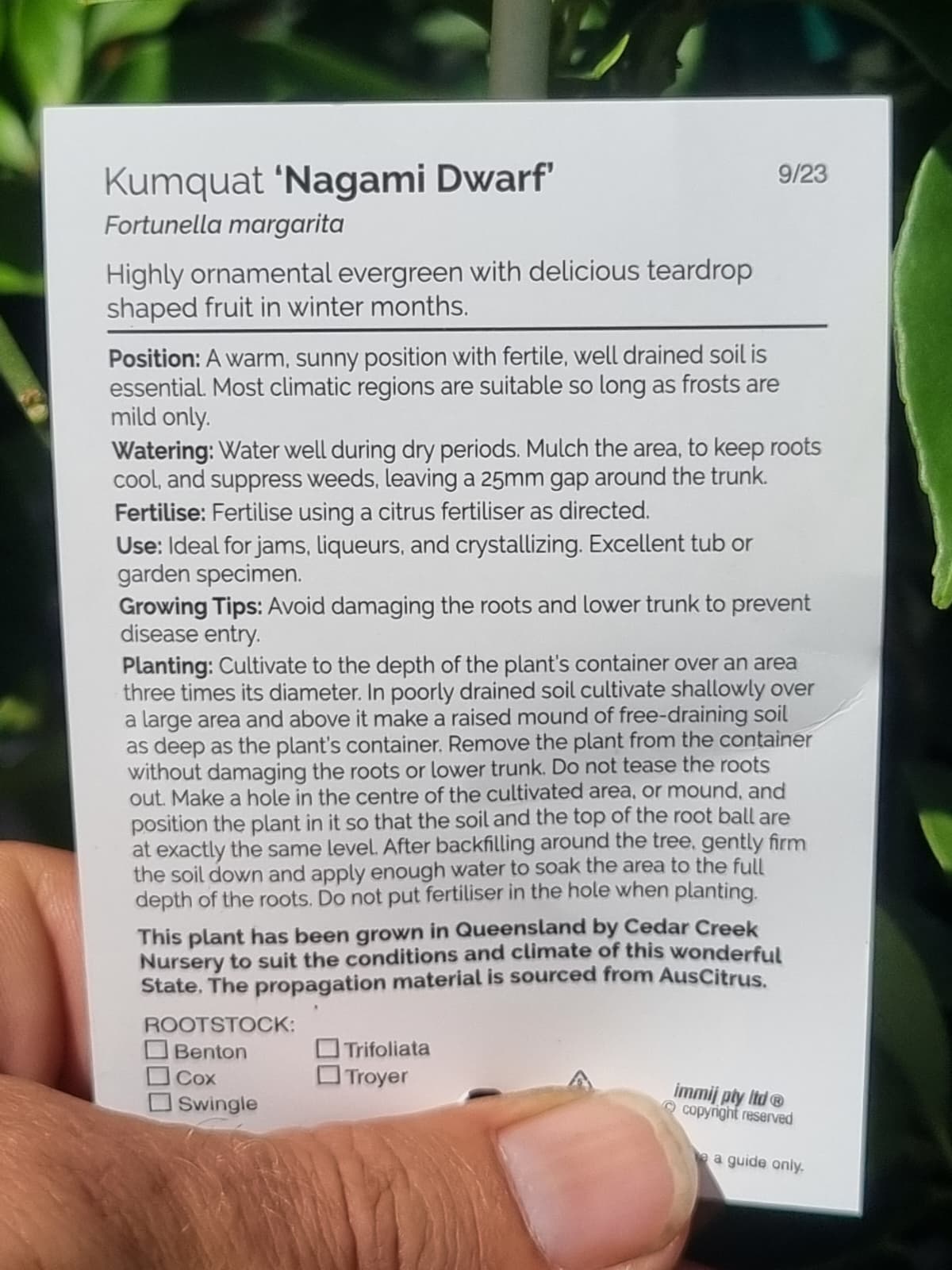 Card with information about Kumquat 'Nagami Dwarf' best for brisbane and sunshine coast