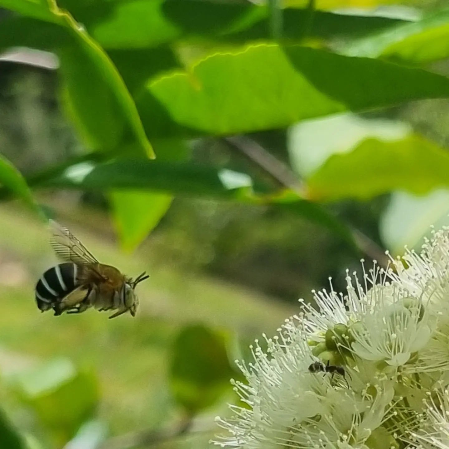 Lemon Myrtle flowers with a blue banded bee