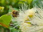 Lilly Pilly Hinterland Gold flower with a bee