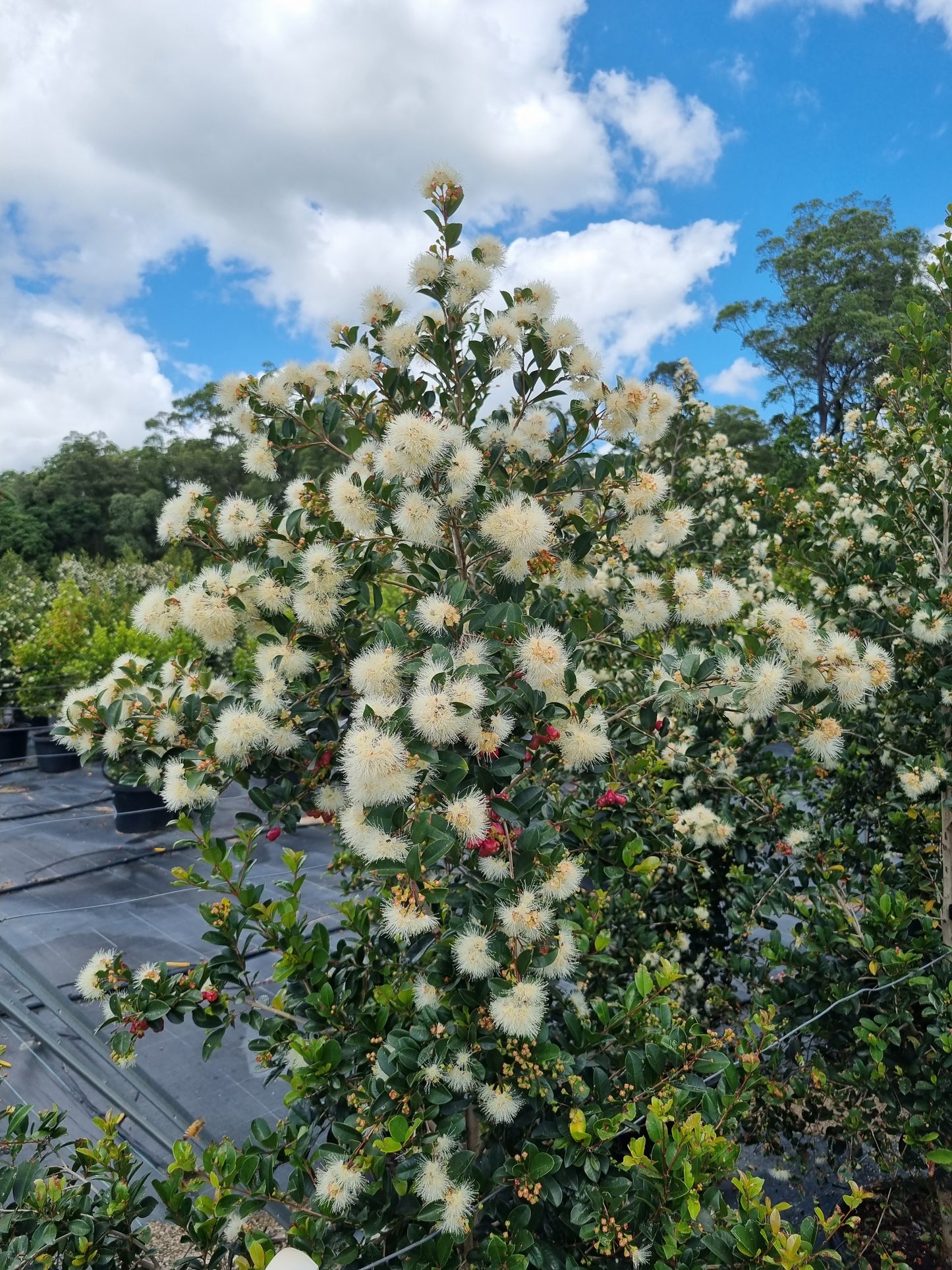 Lilly Pilly Resilience tree in flower