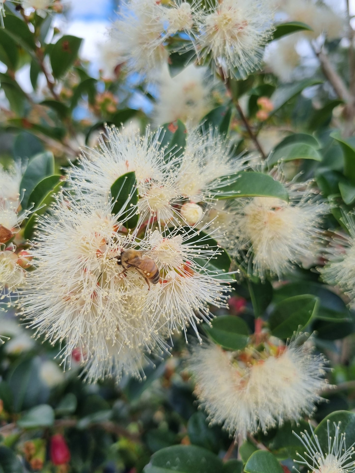 Lilly Pilly Resilience tree in flower