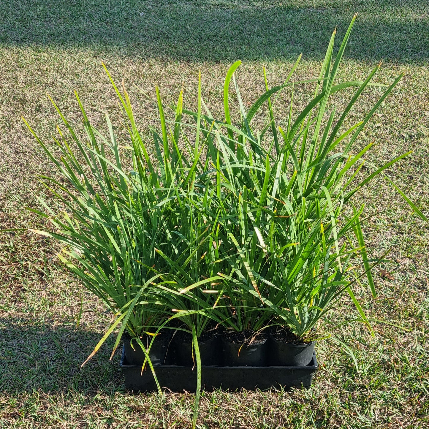 Mat Rush - Lomandra longifolia