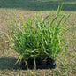 12 mat rush lomandra 140mm pots