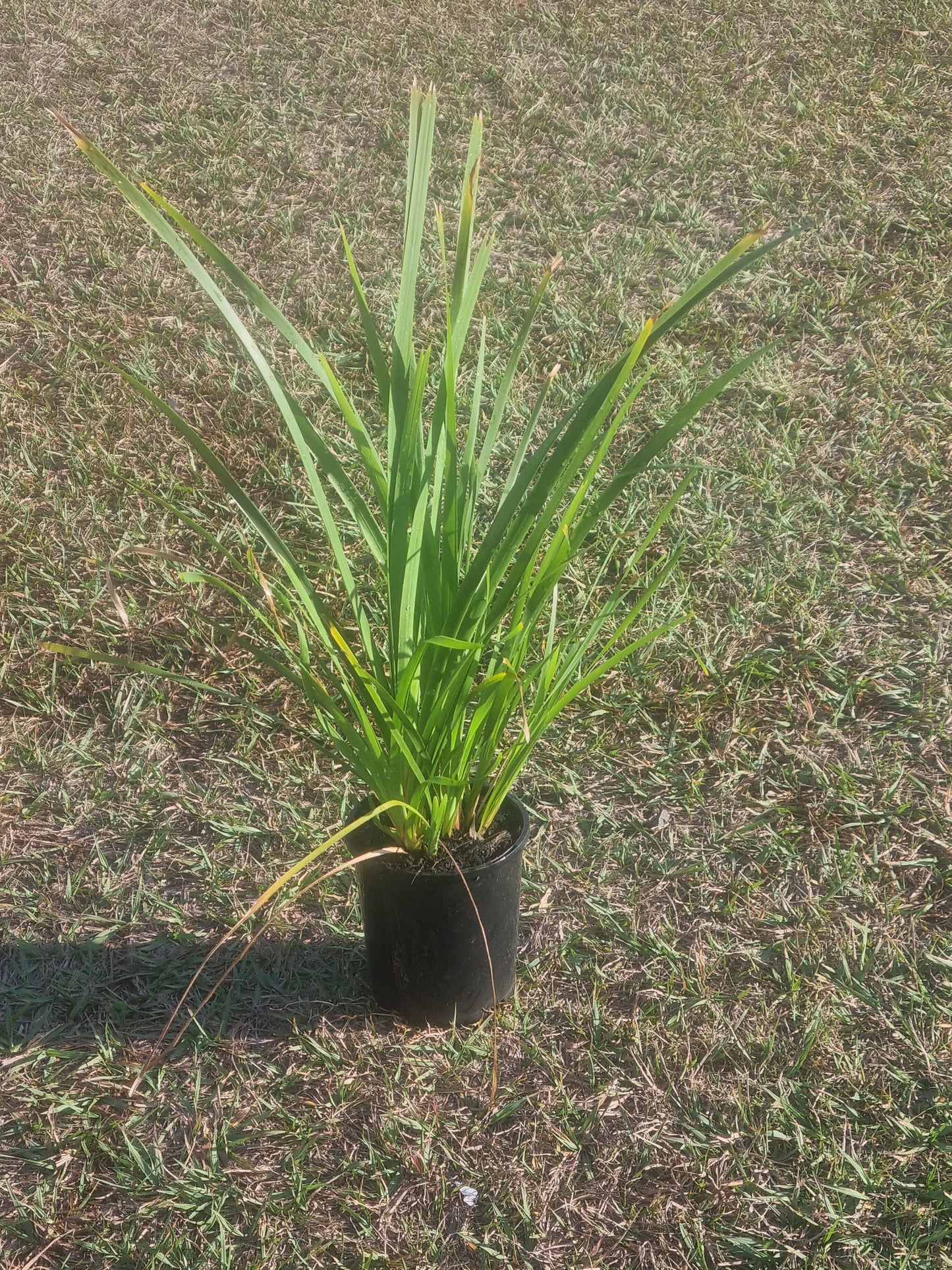 Mat Rush - Lomandra longifolia