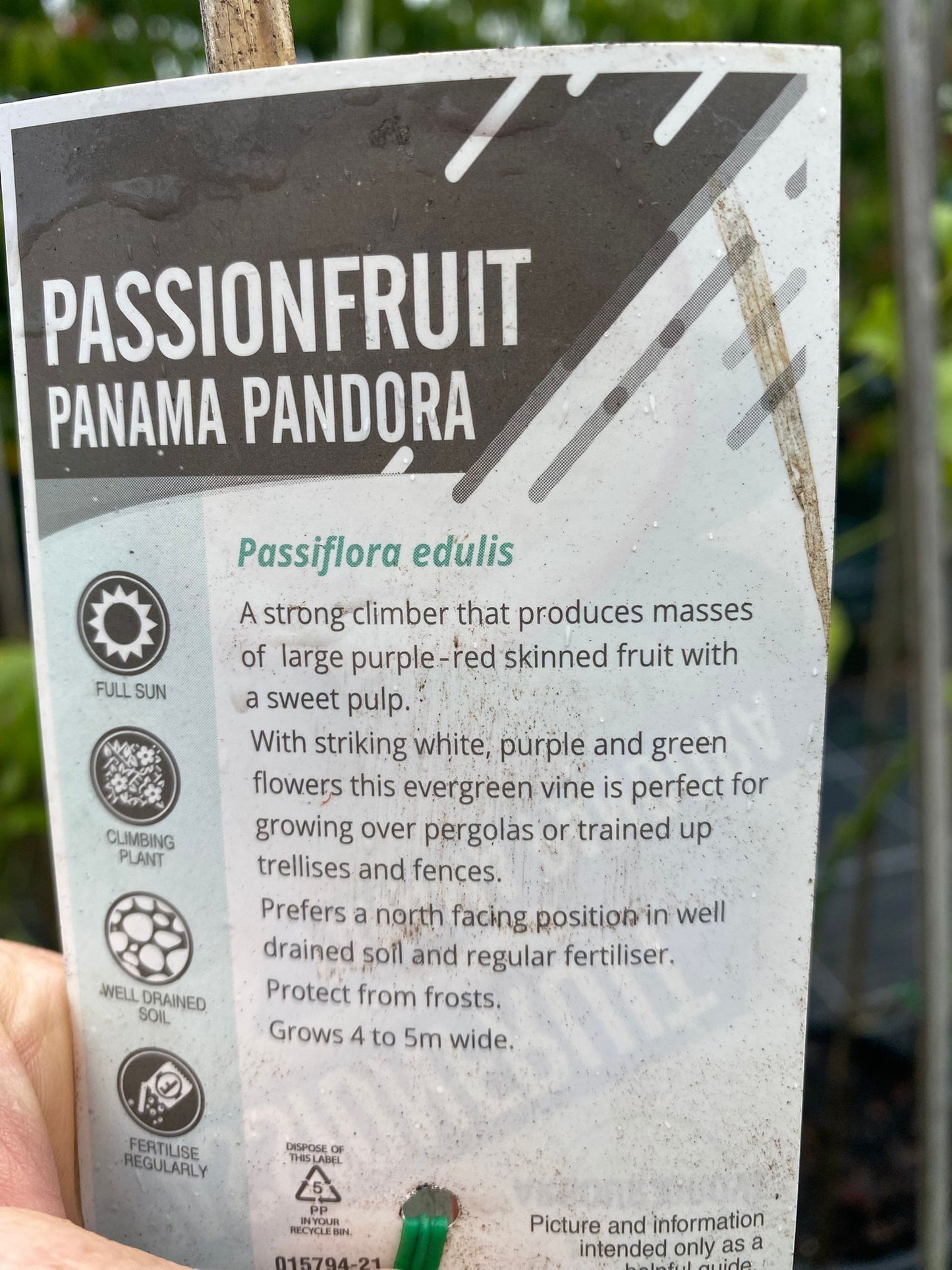 Strong climber produces sweet fruit almost all year round