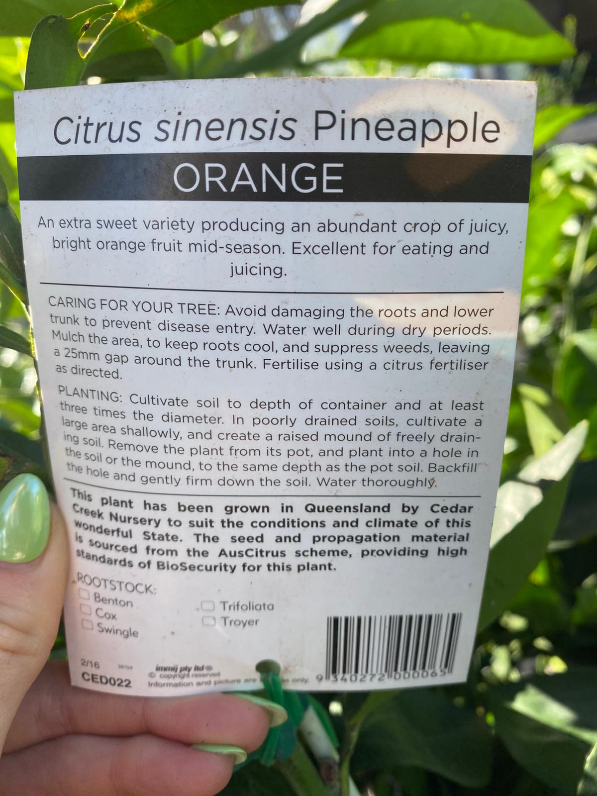 Pineapple oranges are a mid-season orange, very sweet and juicy, excellent for eating and juicing