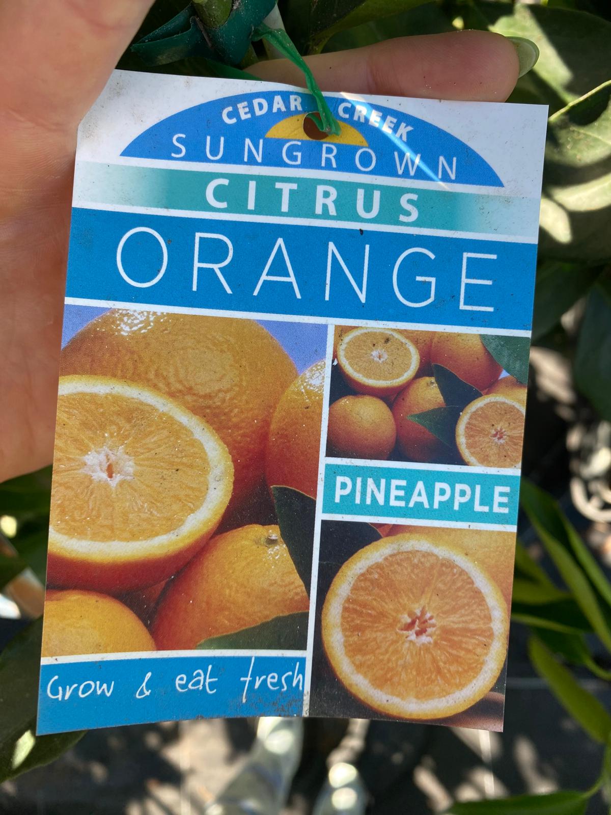 Pineapple orange grows well in warm climates