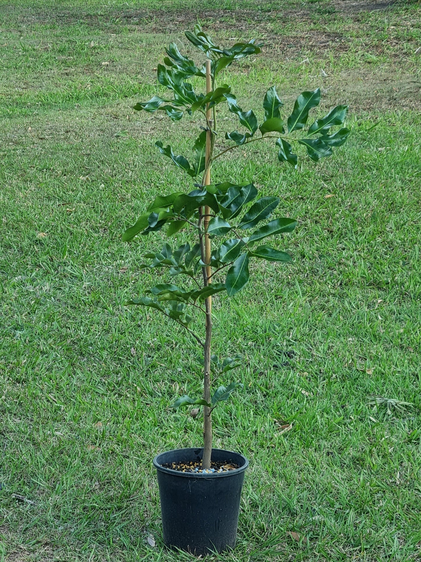 Tuckeroo Tree - Cupaniopsis anacardioides