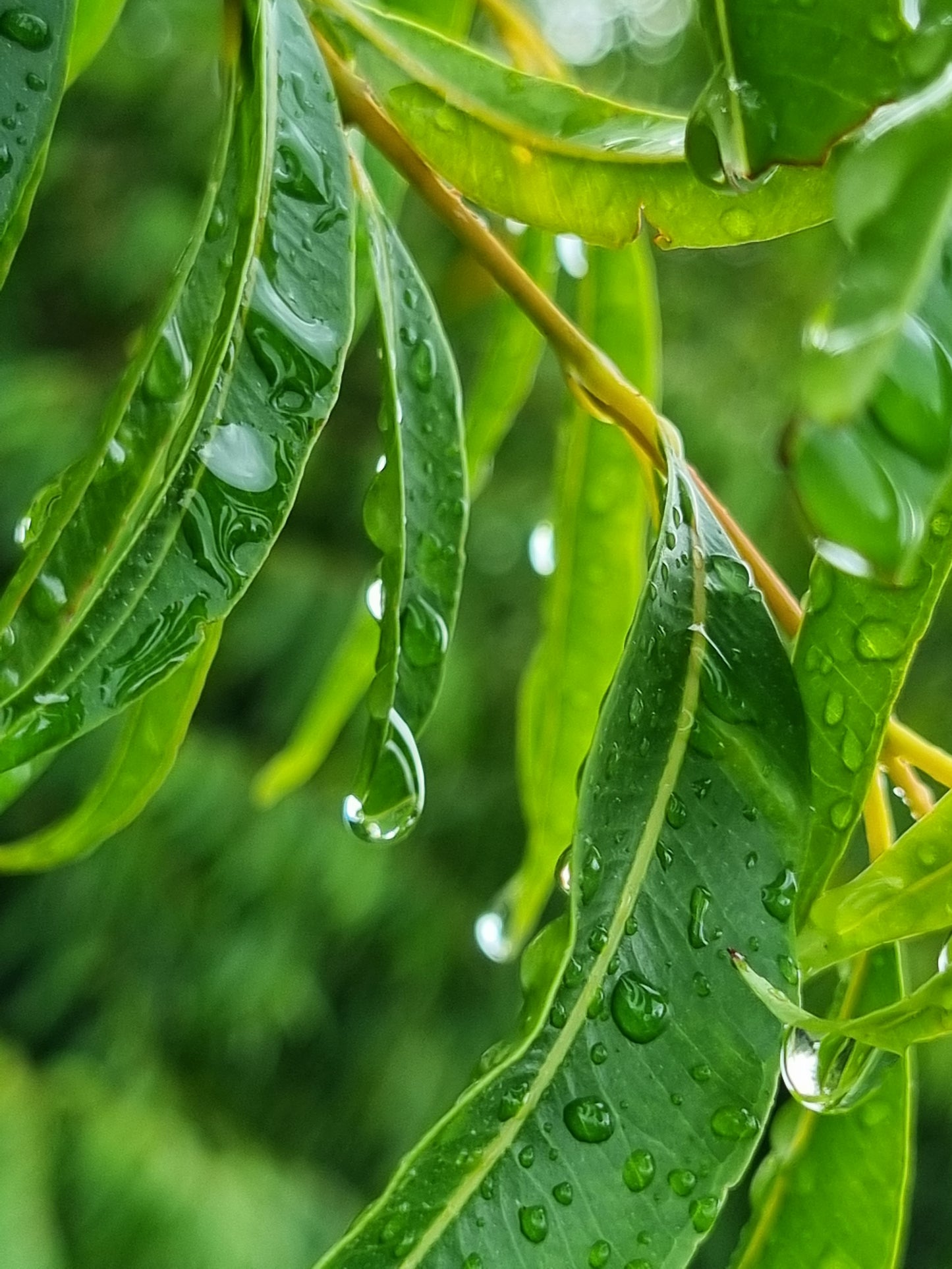 weeping lilly pilly leaves water drips